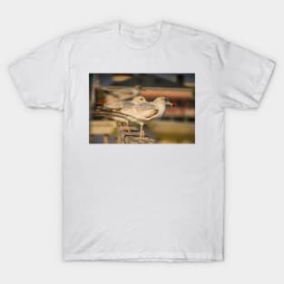 Portrait of Larus californicus T-Shirt